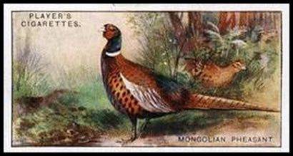 30 Mongolian Pheasant